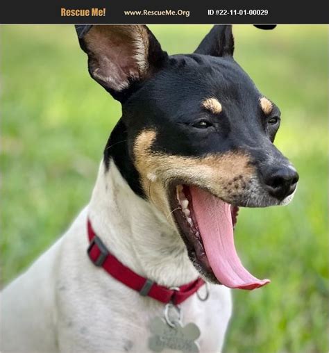 rat terrier rescue texas|rat terrier for adoption in texas.